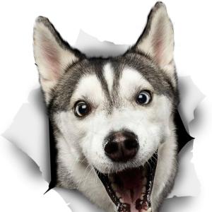 HuskyAwwwwwwww