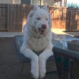 Хабиб Хабибов